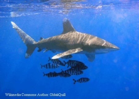 Squalo longimano (Carcharhinus longimanus)